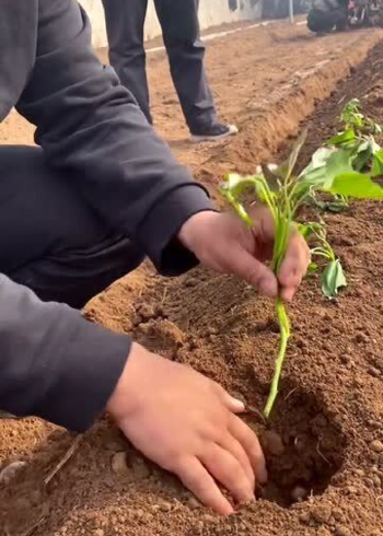平躺种植红薯,结点均匀躺在土里,不挤压生长结点多易高产!