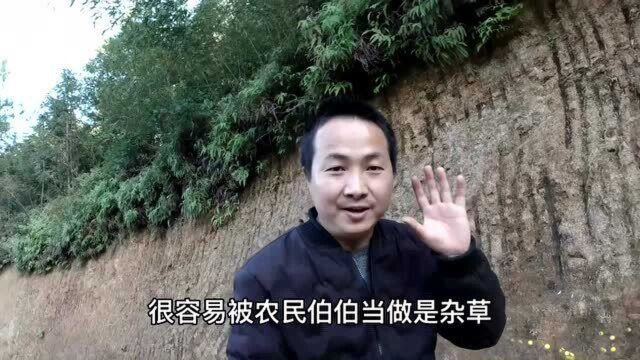 “牙痛果”你认识吗?果实长得像小西瓜,对我们帮助很大