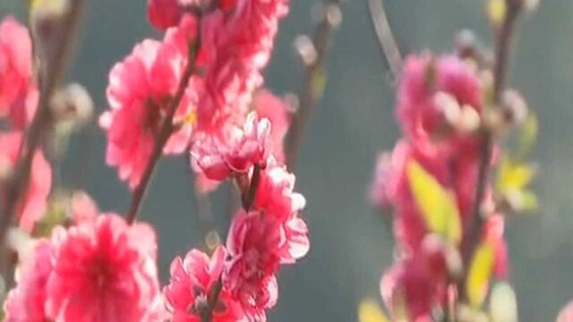 泉州这个景区桃花盛放迎大量游客打卡:漫山遍野,如诗如画