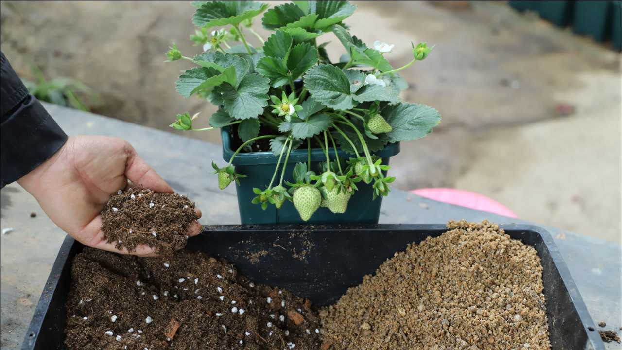 春季给草莓配土多加这几样东西生长旺果实蹭蹭长多又甜