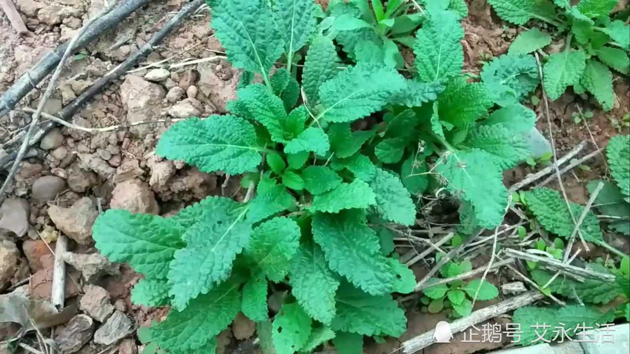 農村小夥去山上找野菜,發現很多野芝麻草俗稱蛤蟆草,相傳專治咳嗽