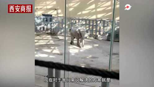 太原动物园回应大象摇头呆滞：系刻板行为