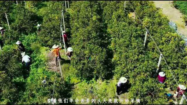 【广西柳州融安县】扶贫先扶智.带着村民使用电商卖金桔