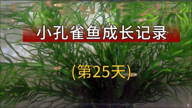 孔雀鱼苗成长记录第25天,海阔凭鱼跃,大缸更健康!给孔雀鱼苗换了个大一些的鱼缸