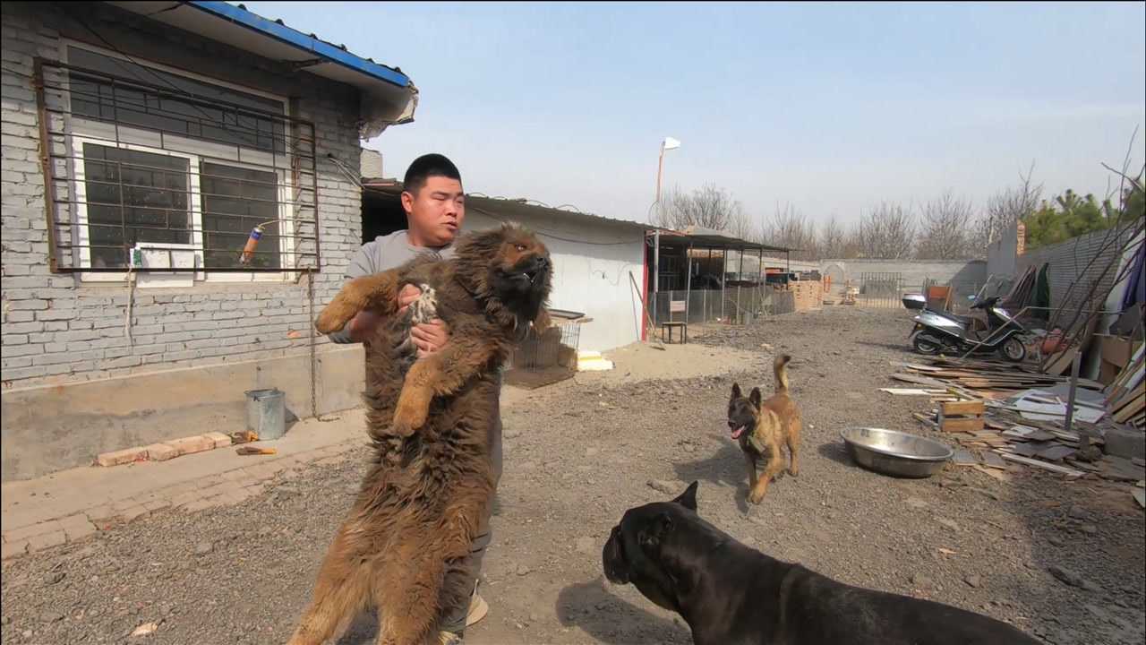 藏獒配马犬的后代图片
