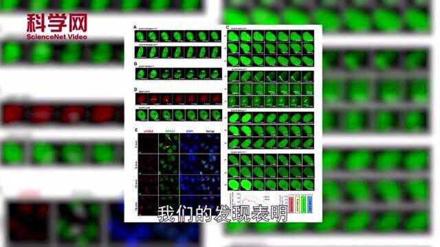 Cell | DNA机制研究有望“搞定”癌症治疗