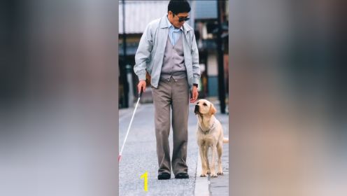 一只可爱的拉布拉多犬被选去接受导盲犬的培训，为了让它与人类建立感情