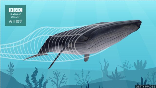 BBC媒体英语:新研究称大型鲸鱼被渔网缠住的风险“被低估”