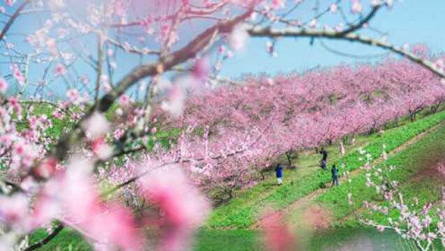 湖北老河口:满园春色关不住 又到桃花盛开时