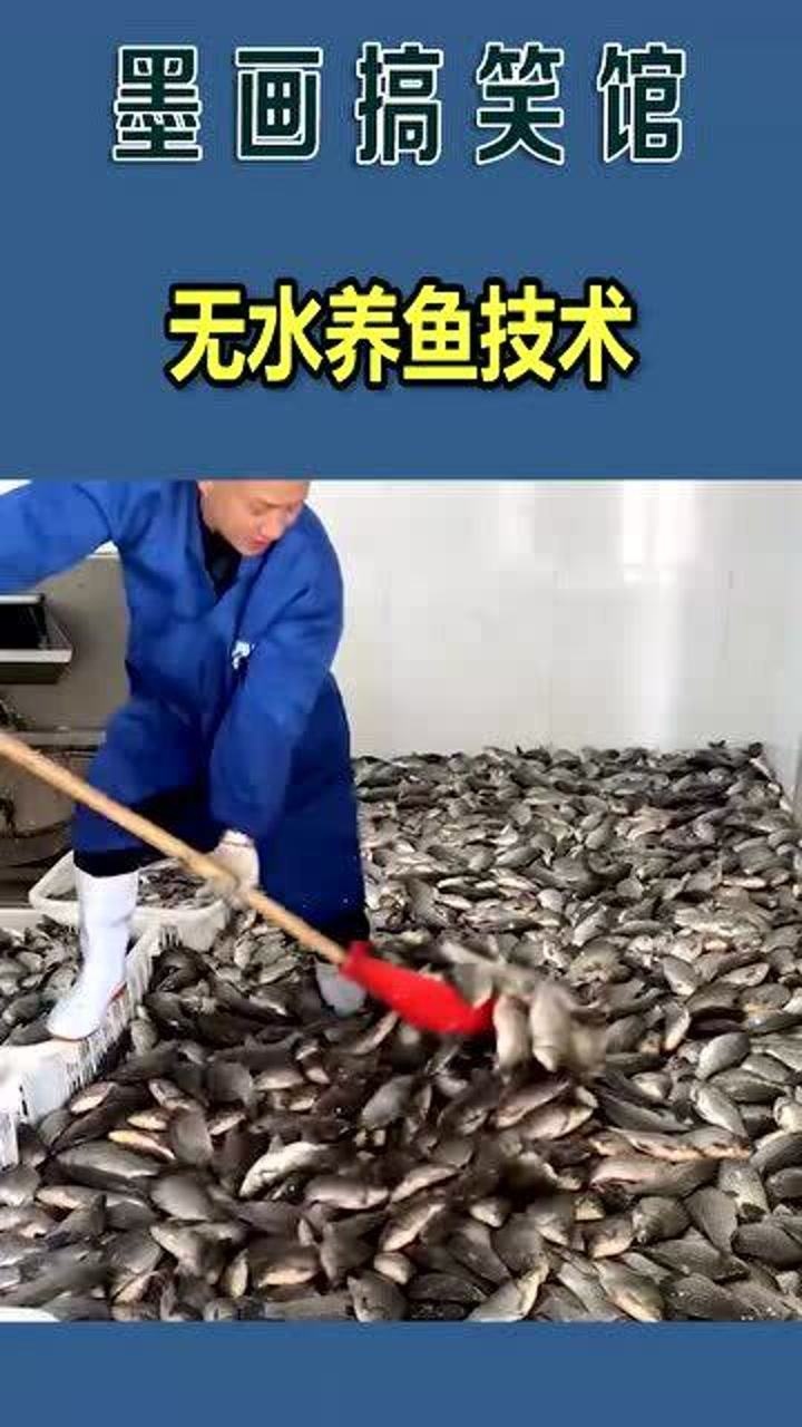 無水養魚技術,你們見過嗎?