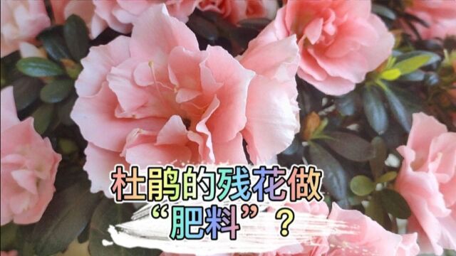 杜鹃的残花,修剪下来做“肥料”?操作不当,只怕起反作用