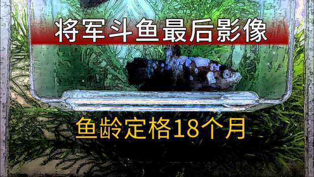 泰国斗鱼KOI将军斗鱼濒死影像,病死将军斗鱼一条,病因未知