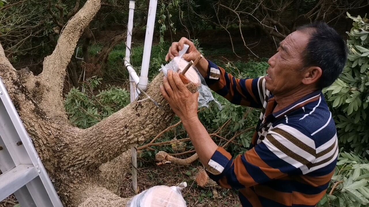 荔枝龙眼嫁接的那些事尽量不要留太高位置嫁接除非为了取芽条