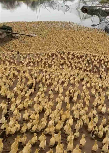 一万多只鸭子下水嬉戏场面壮观每天四五次每次半小时