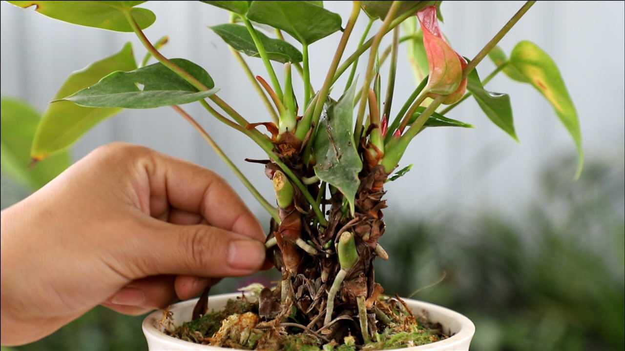 你养的红掌活了多久看看我这盆红掌算不算老桩
