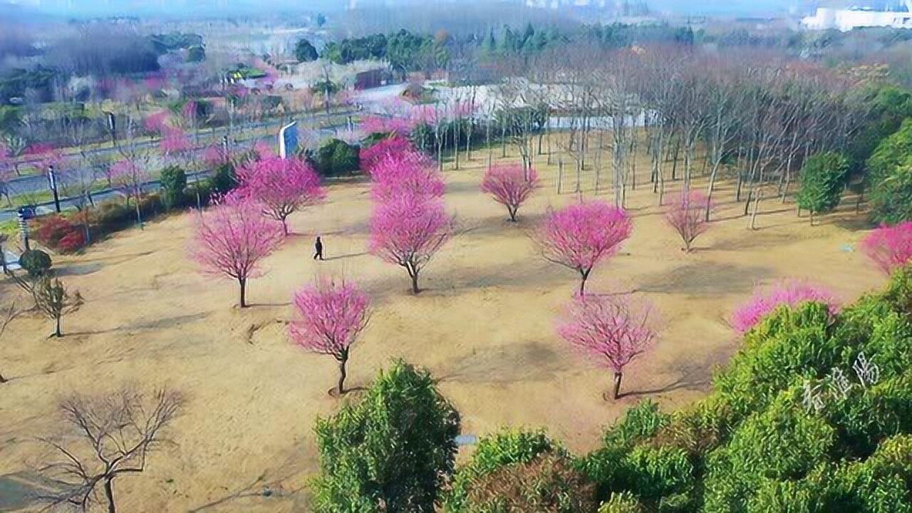 淮阳梅园森林公园梅香满园