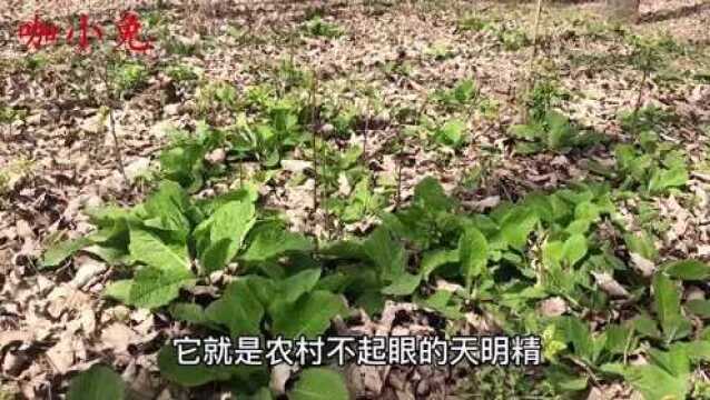 植物天名精,没想到它还有这么高的价值?我也是刚知道,厉害