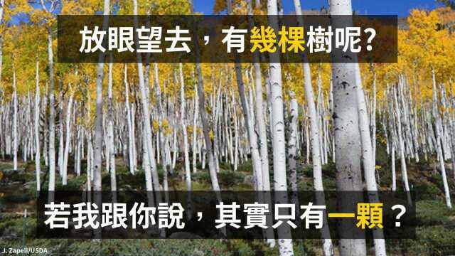 这片8万岁的「树林」其实是片根系相连的「复制树」? 《世界地理》杂志