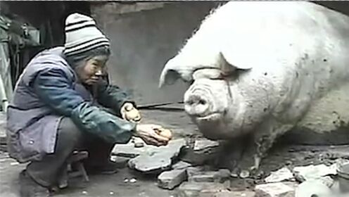 74岁奶奶捡剩饭，养了头2600斤的猪，想给自己换水晶棺材，纪录片