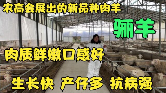 农高会展出的新品种肉羊“骊羊”,生长快,产仔多,耐粗养