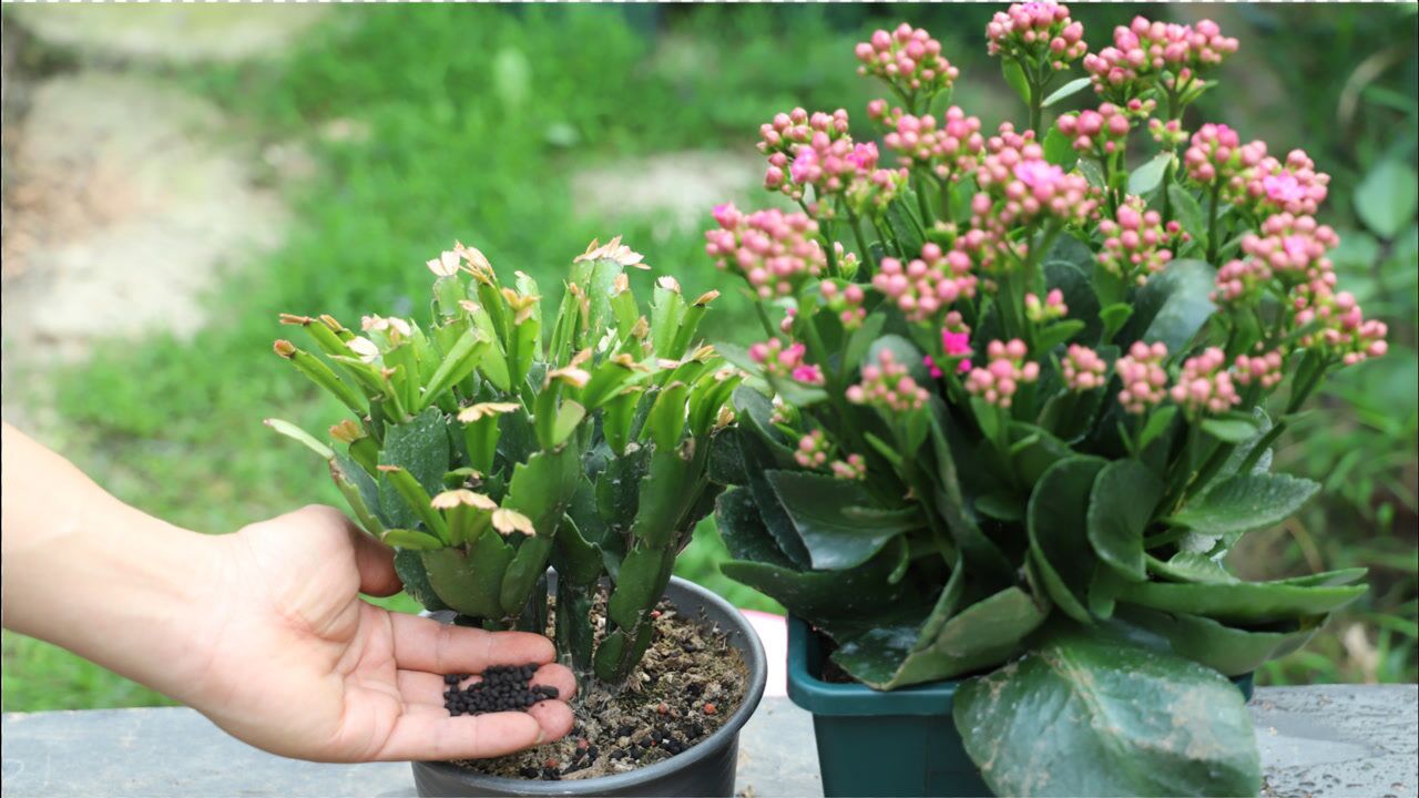 给蟹爪兰,长寿花施肥就用"万能肥",越用根系就越强壮,不烂根