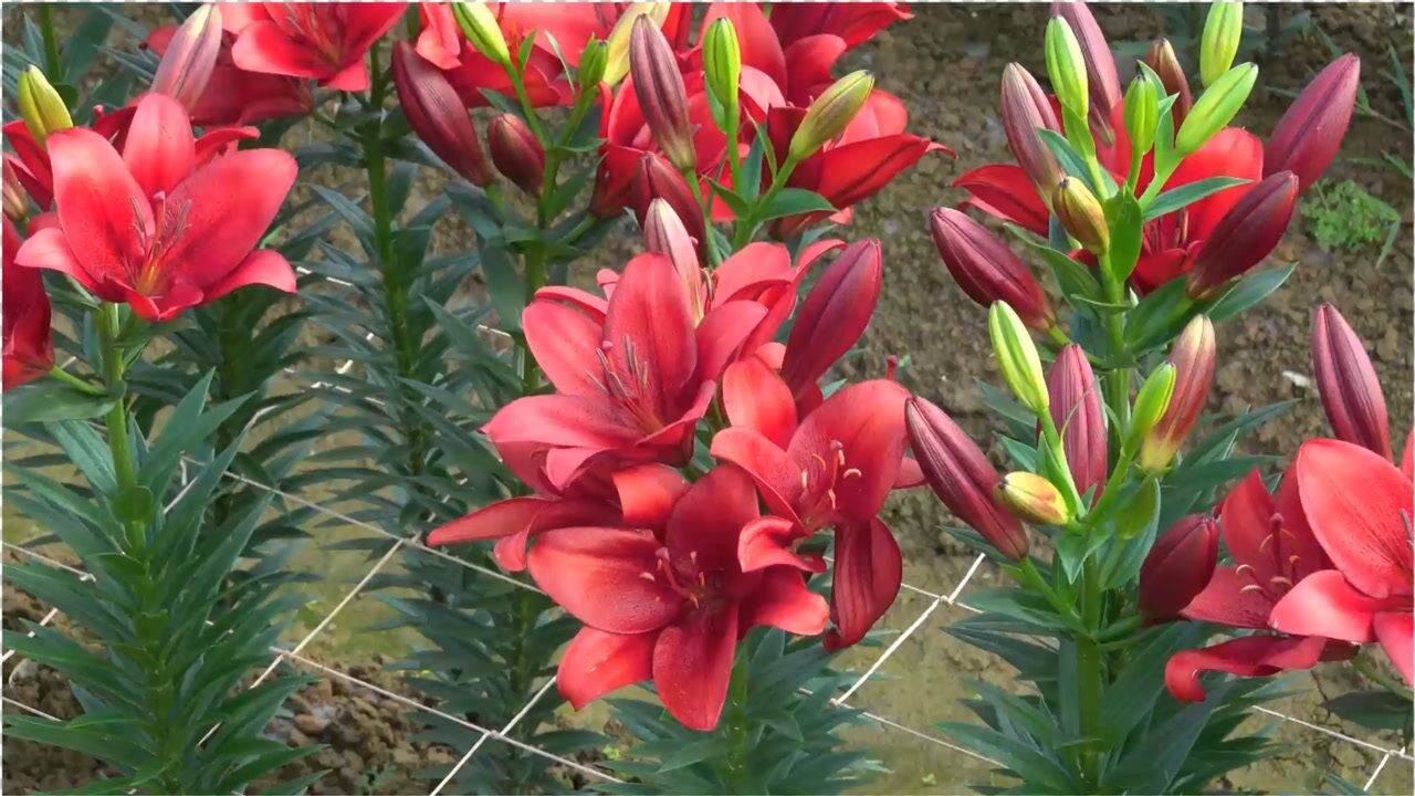 彩芋花开,壮观的海芋花欣赏,海芋花美景