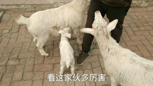 这只羊羔子不一般，两只大羊表演技能，看看小羊羔能有啥反应