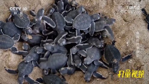 小海龟破壳而出，为了生存下去，它们快速爬向大海