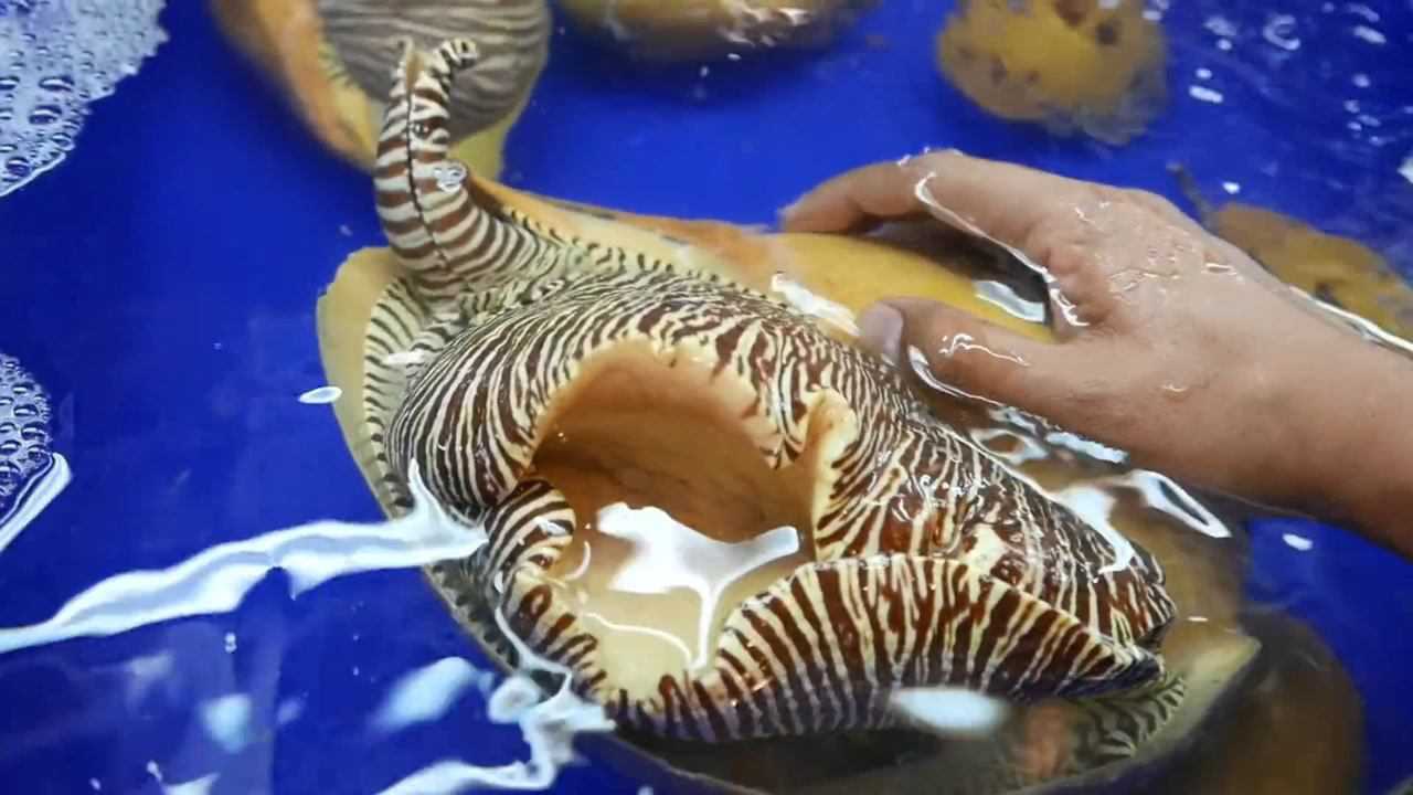 海鲜美食-海蜗牛