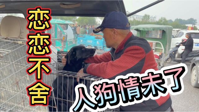 狗市上演人狗情未了,伪装“爱狗人士”太虚伪,网友:假慈悲!