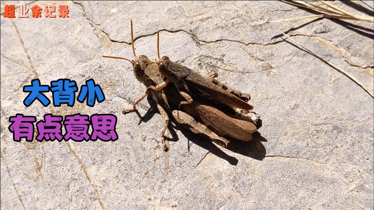 到夏天逮蝈蝈的山上转转发现一只大蚂蚱背着小蚂蚱有点意思