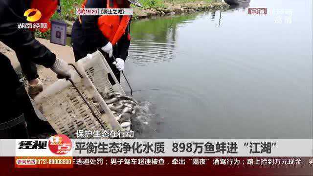 保护生态在行动 平衡生态净化水质 898万鱼蚌进“江湖”