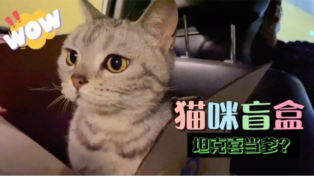 我花350块带回来的猫这是怀孕了吗?难道这次要开“猫咪盲盒”了吗?