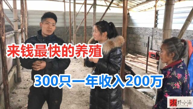 来钱最快养殖,300只一年收入200万,成本低养殖户干劲足