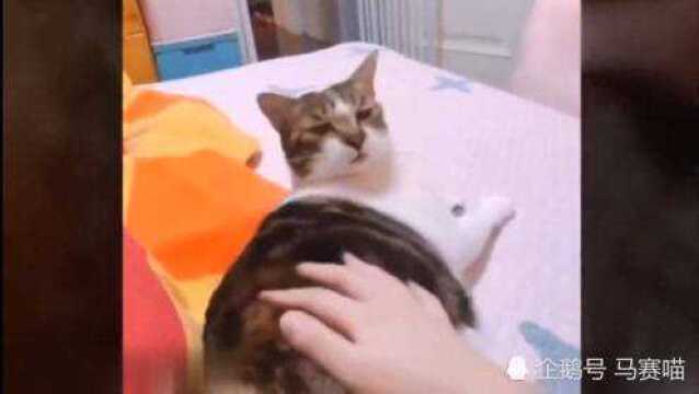 猫:喂新来的顺撸生逆撸死