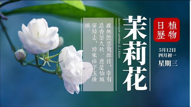 茉莉花居然不是中国原产 它如何成为“淡薄名利”的精神象征