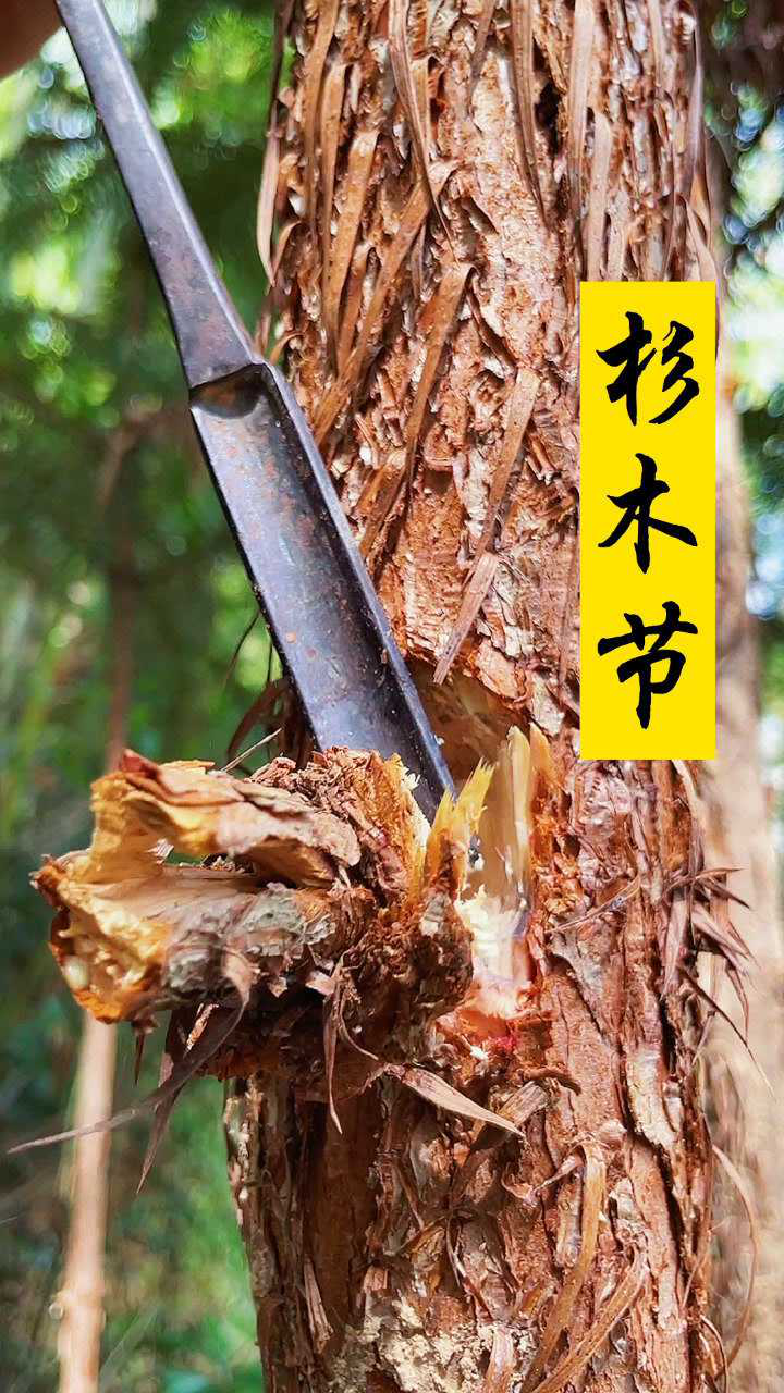 天气变化之前杉木节节挖一些回来备用
