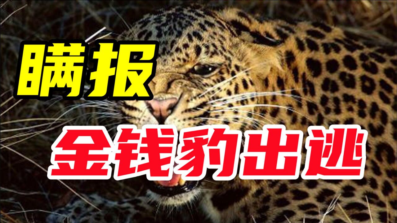 瞒报金钱豹出逃,公共安全是用来赌的吗