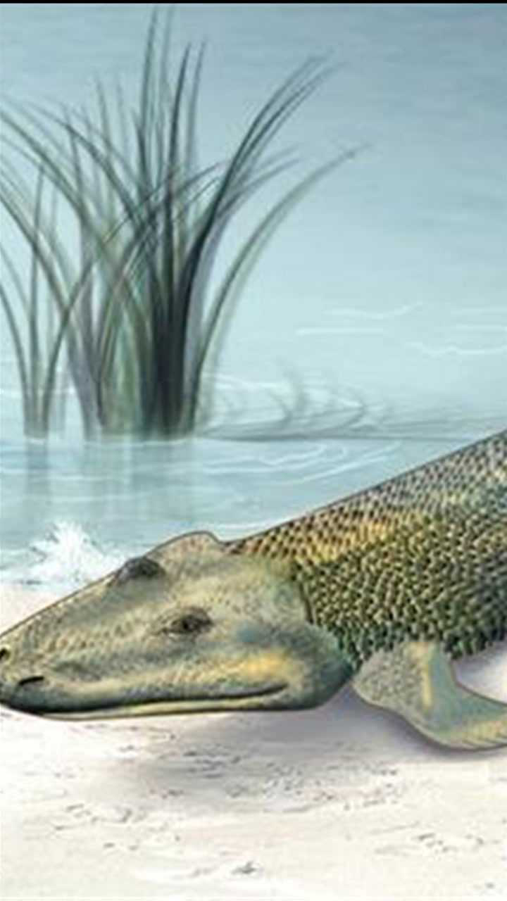 40亿年前我们的祖先还是一条鱼!人类伟大的进化史啊