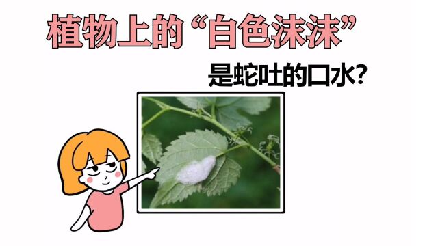 农村植物上常见的白色沫沫,是蛇吐的口水吗?