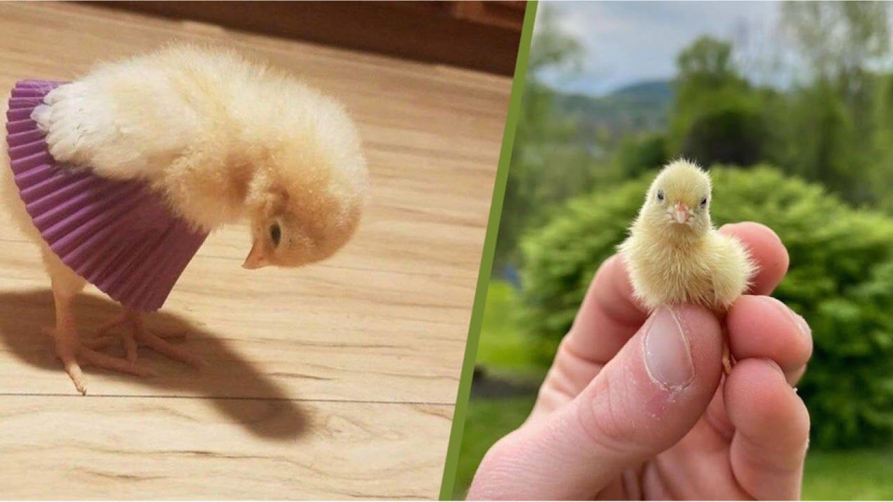 爆笑动物:可爱的小鸡仔搞笑汇总,治愈且搞笑