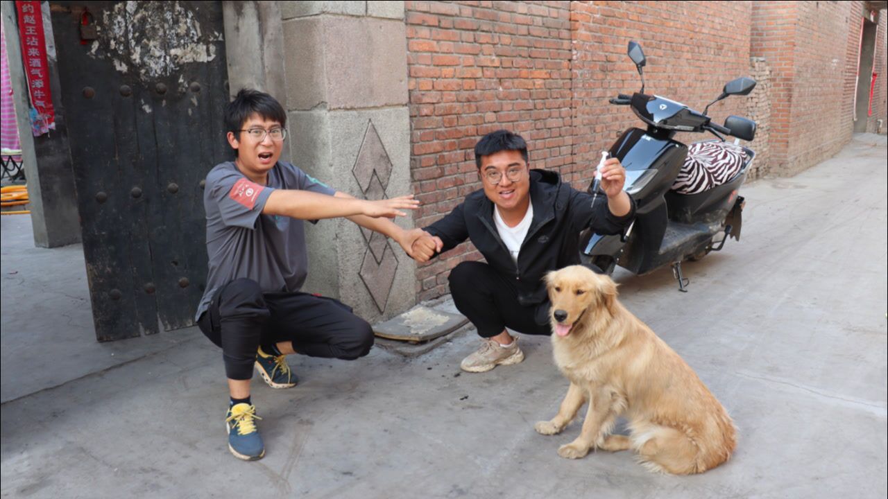 金毛怀小狗了但不想要于是小吉偷偷帮它打打胎药把小亮气坏了