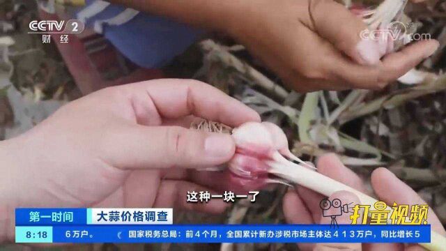 山东兰陵:苍山大蒜开启收获季,质优价俏让蒜农喜上眉梢