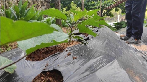 茄子搭架新方法,方法不错,简单结实风吹不倒