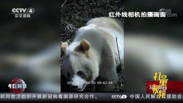 第十次发现棕色大熊猫踪迹!陕西再现野生棕色大熊猫