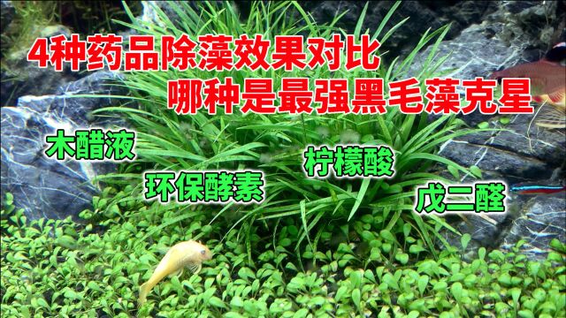 4种药品除藻效果对比,哪种是最强黑毛藻克星