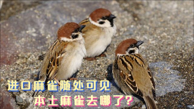 随处可见的麻雀,为什么都是进口的?我们国家的麻雀去哪了?