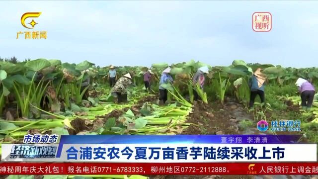 合浦安农今夏万亩香芋陆续采收上市