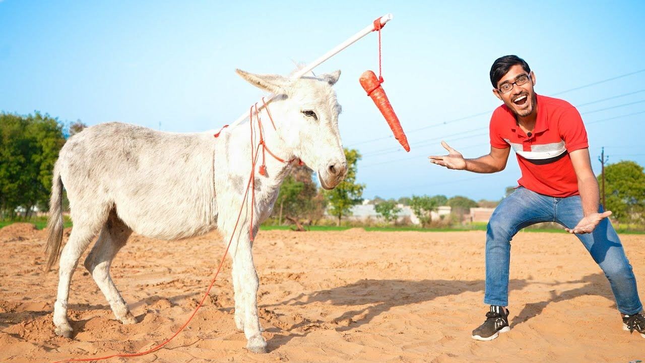 在驴的头上挂一个胡萝卜,驴真的会一直走下去吗?结果出人意料!