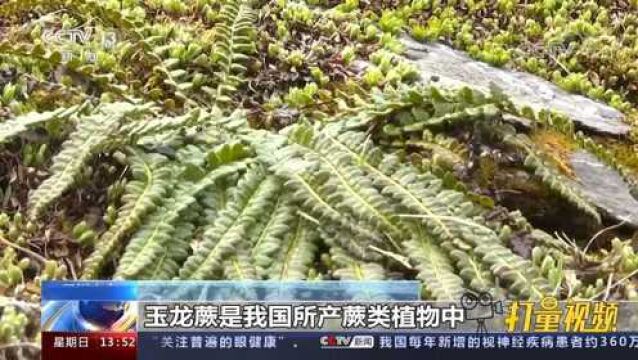 数量稀有濒临灭绝!四川小金县发现国家一级保护植物玉龙蕨